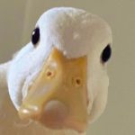 Profile picture of line-creamy.lert